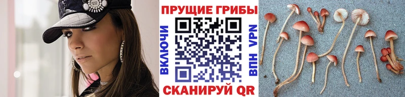 Псилоцибиновые грибы Cubensis  Купить  Лодейное Поле 